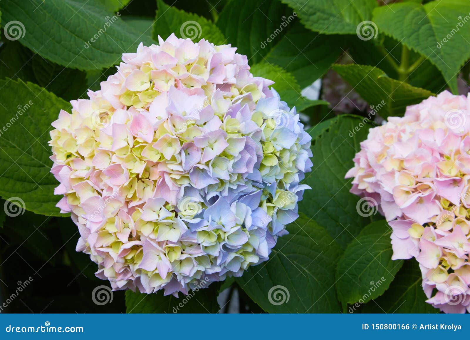 Гортензия Самарская Лидия Купить В Спб