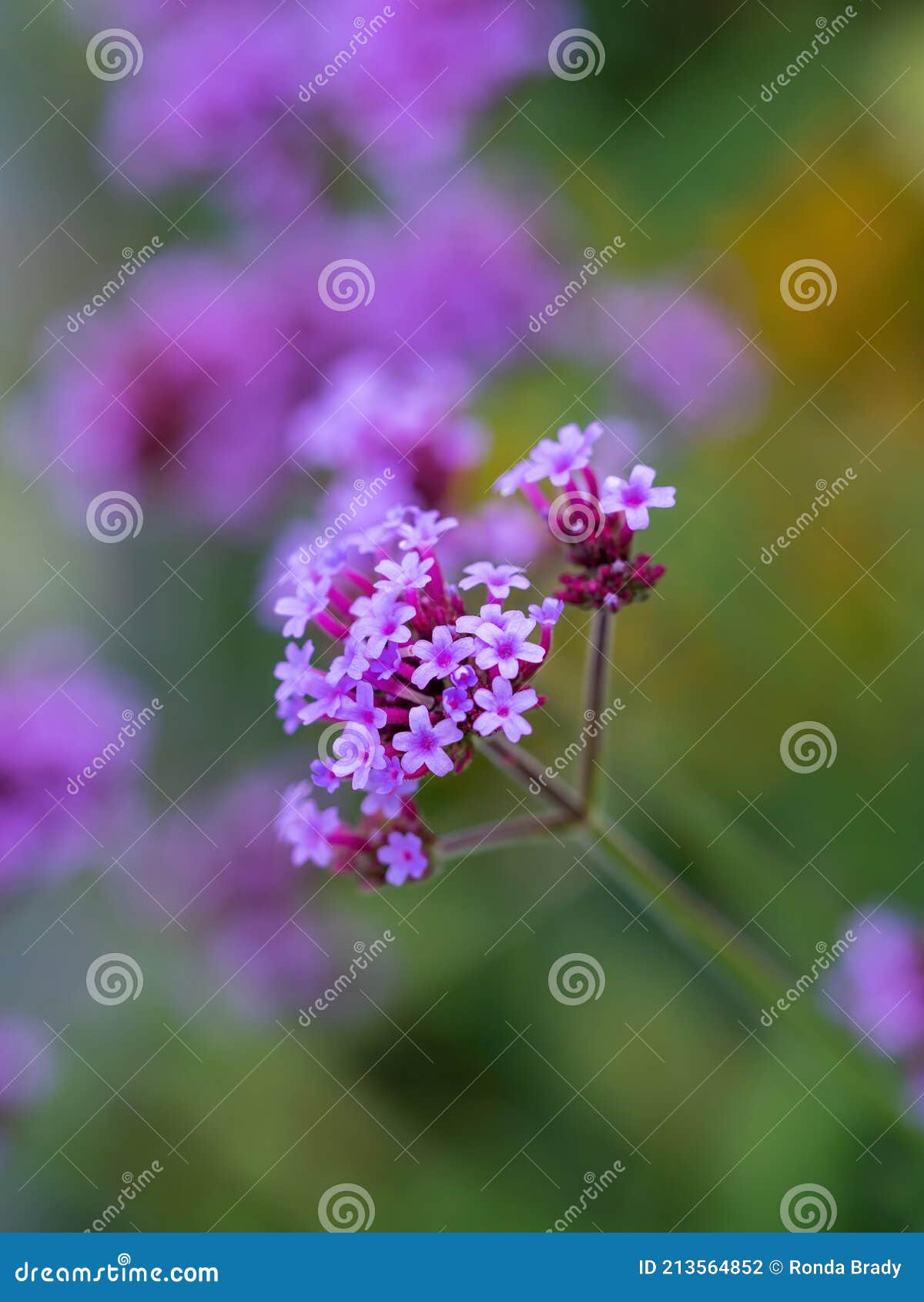 Macropole De Fleur De Verveine Haute Violette Photo stock - Image du été,  saison: 213564852