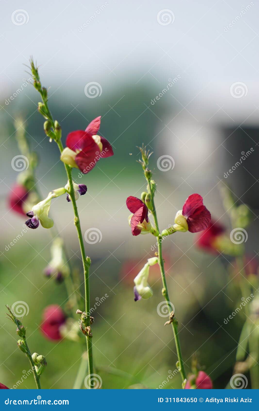 macroptilium lathyroides (phasey bean). the plant spreads readily from seed under moist conditions
