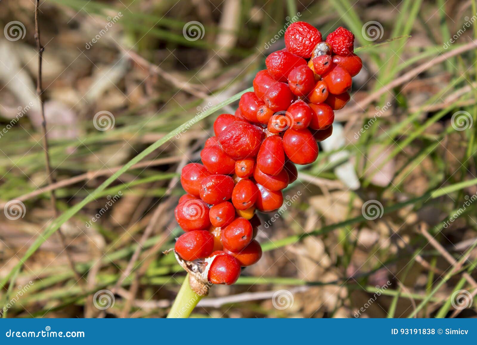 Maculatum d'arum Kozlac photo stock. Image du rayonnant - 93191838