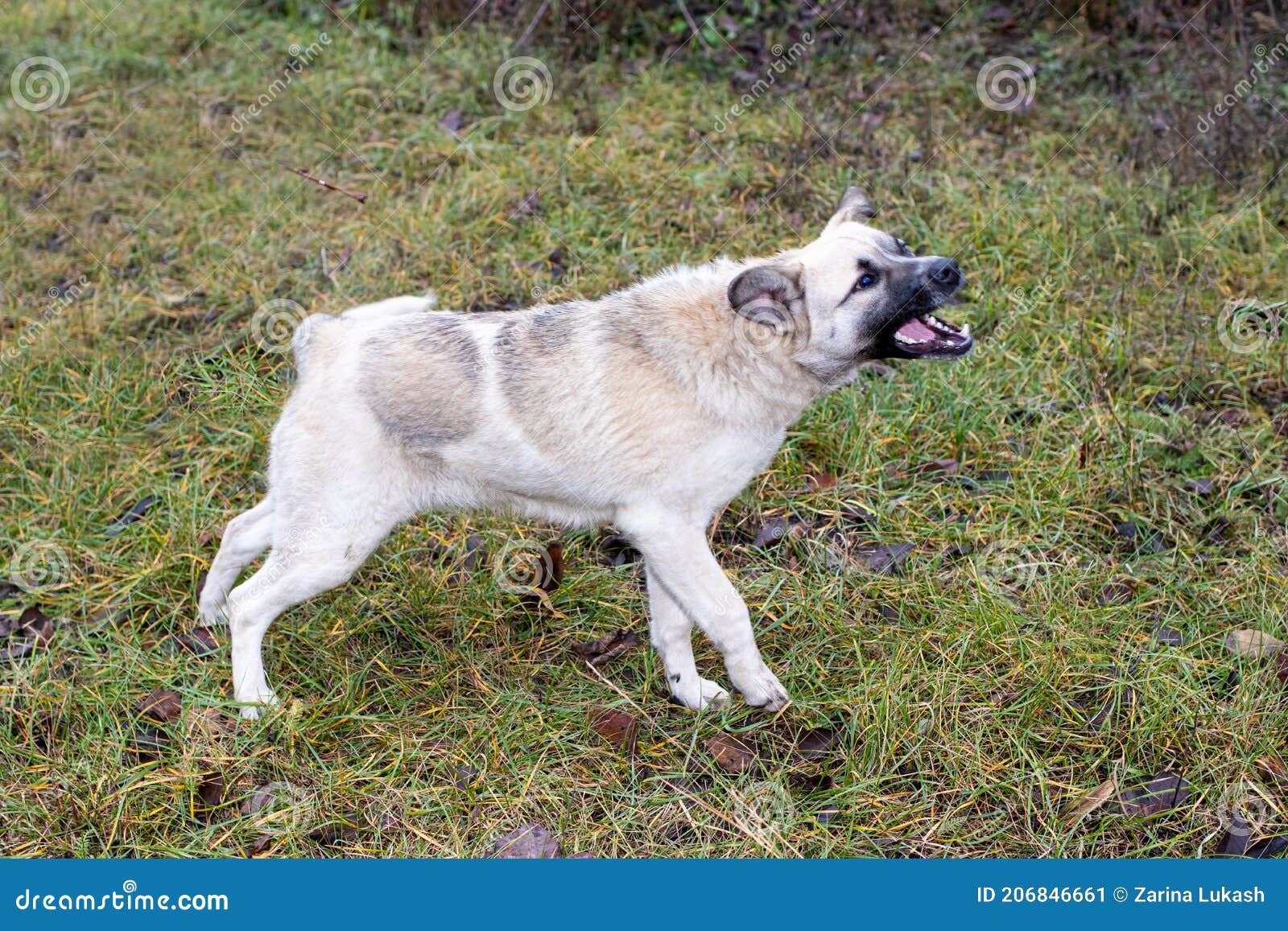 A Mad Angry Dog Barks and Bites. Rabies in Wild and Domestic Animals, Vaccination of Animals in Veterinary Medicine Stock Image - Image of intimidation, crazy: 206846661 A Mad Angry Dog Barks and Bites. Rabies in Wild and Domestic Animals, Vaccination of Animals in Veterinary Medicine Stock Image - Image of intimidation, crazy: 206846661
