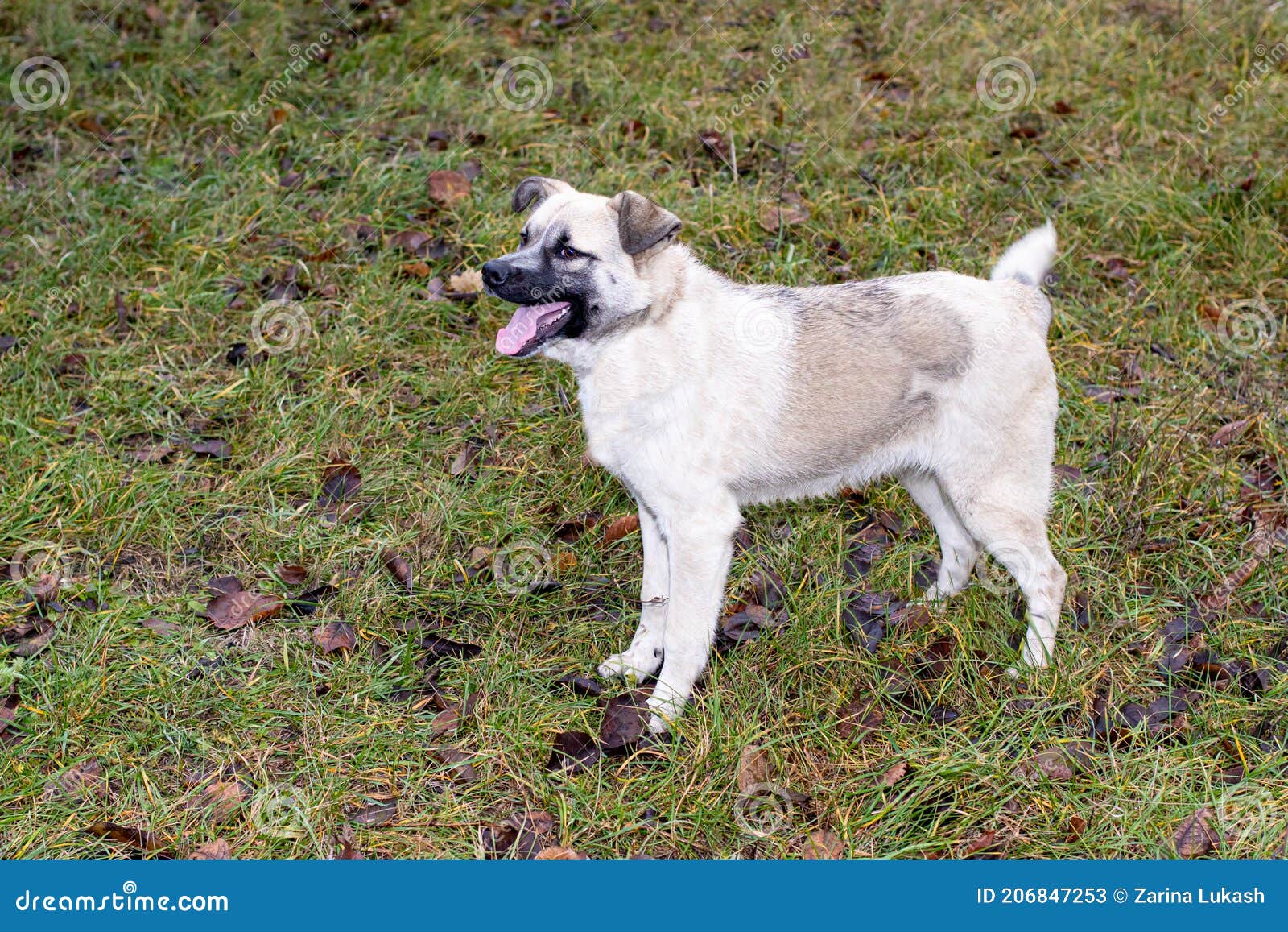 A Mad Angry Dog Barks and Bites. Rabies in Wild and Domestic Animals, Vaccination of Animals in Veterinary Medicine Stock Image - Image of dangerous, guard: 206847253 A Mad Angry Dog Barks and Bites. Rabies in Wild and Domestic Animals, Vaccination of Animals in Veterinary Medicine Stock Image - Image of dangerous, guard: 206847253