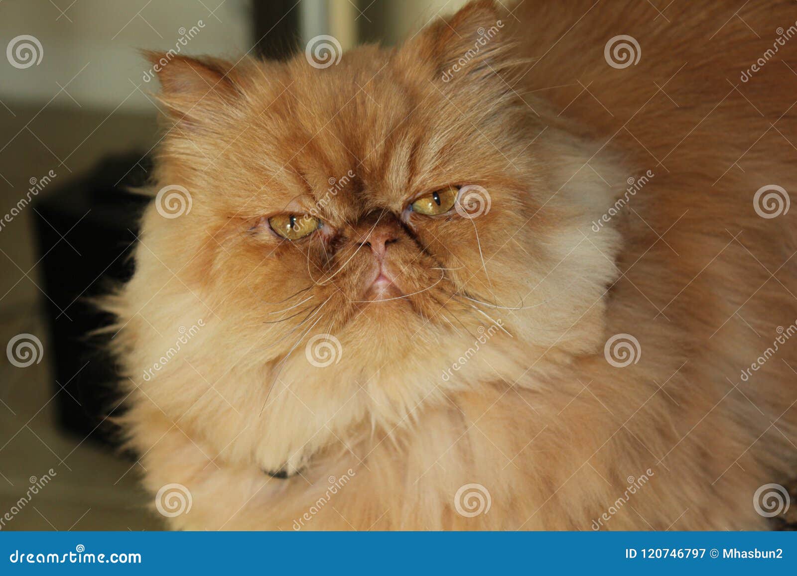  Mad  Cat  stock image Image of face orange  madness 