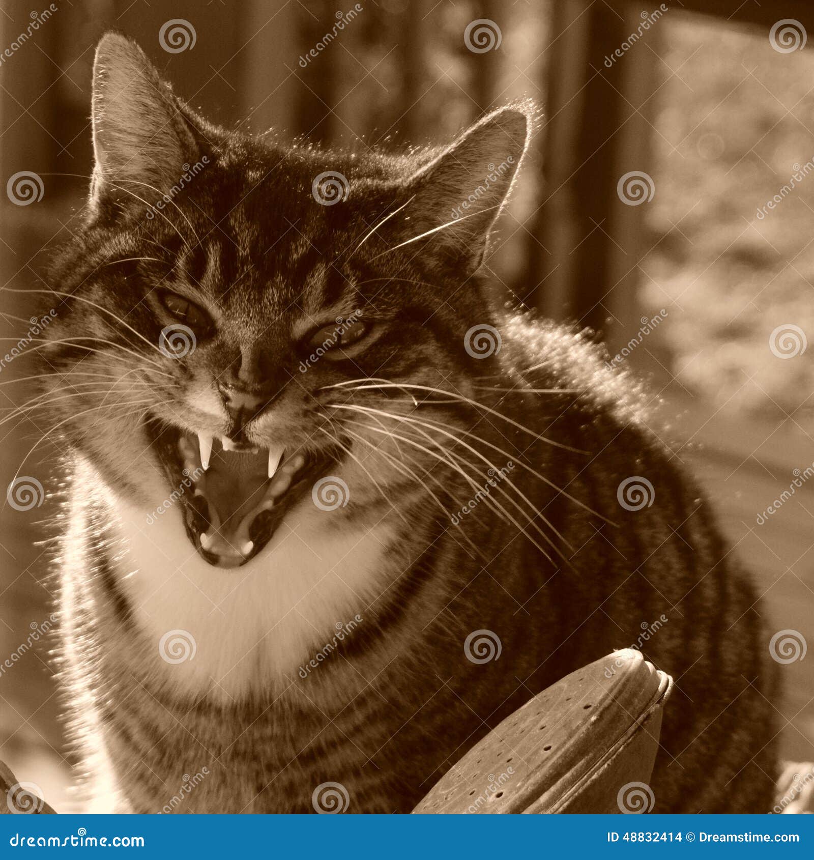  Mad Cat  stock photo Image of down angry back sepia 