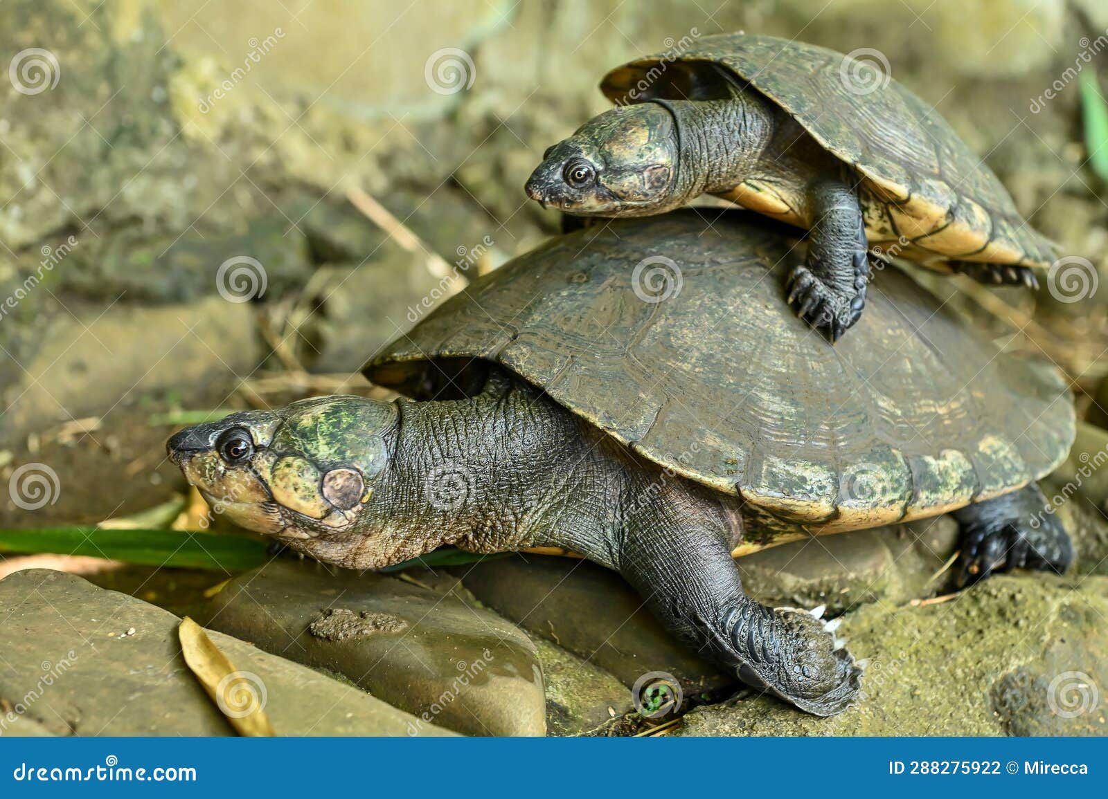 Madagascan Big-headed Turtle (Erymnochelys Madagascariensis) Stock ...