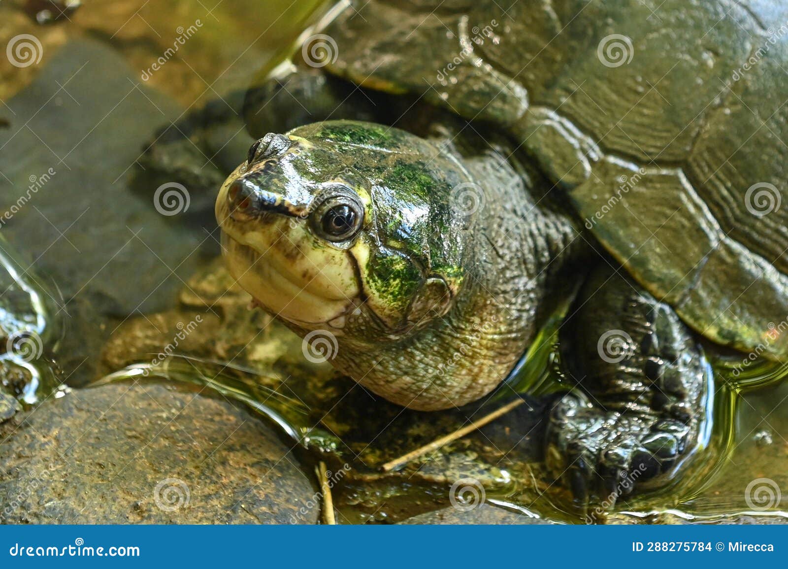 Madagascan Big-headed Turtle (Erymnochelys Madagascariensis) Stock ...