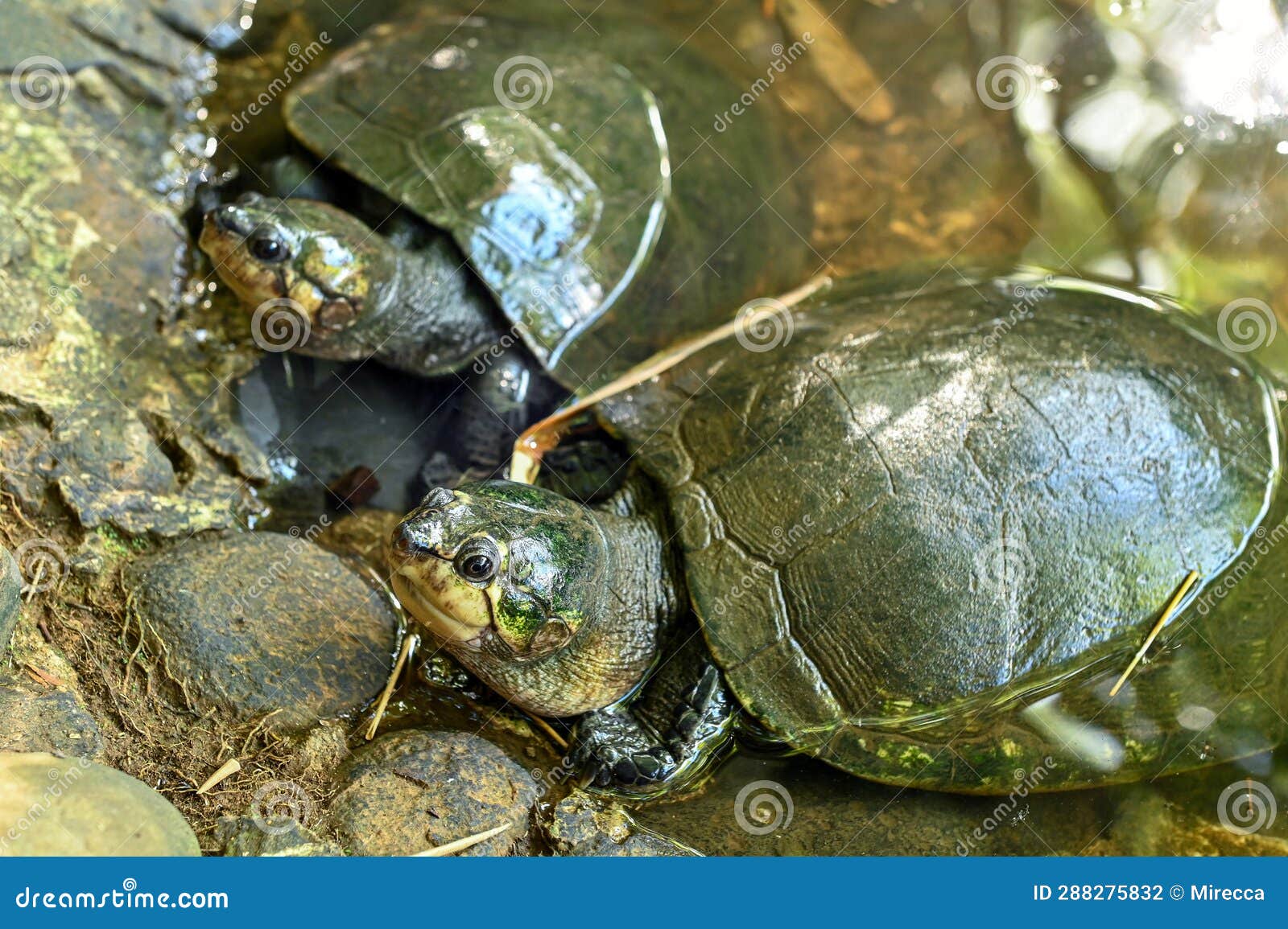 Madagascan Big-headed Turtle (Erymnochelys Madagascariensis) Stock ...