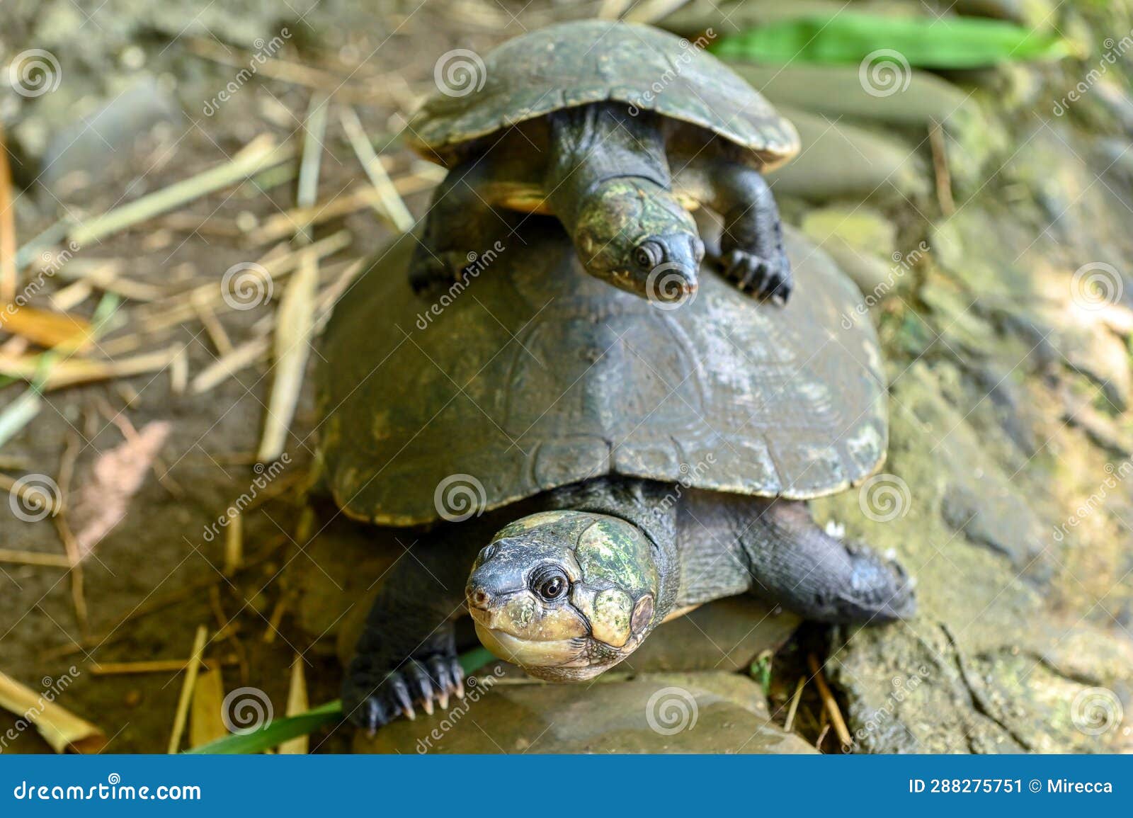 Madagascan Big-headed Turtle (Erymnochelys Madagascariensis) Stock ...