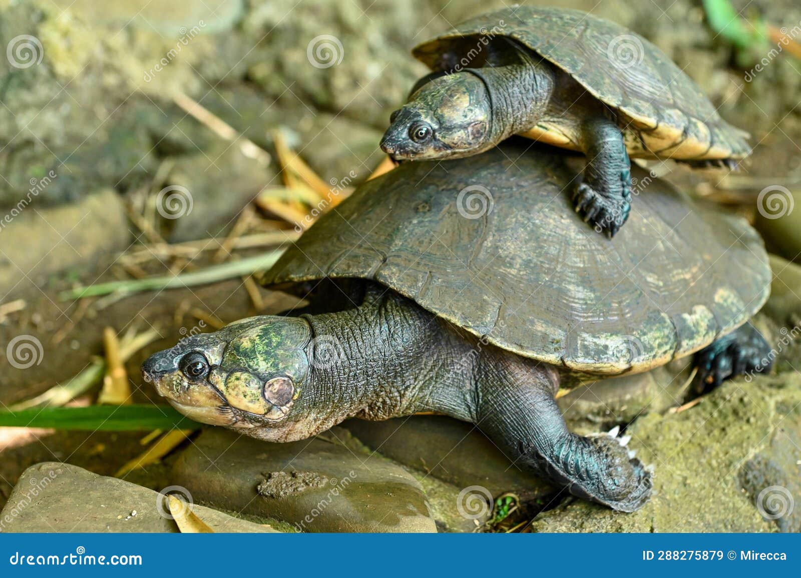 Madagascan Big-headed Turtle (Erymnochelys Madagascariensis) Stock ...