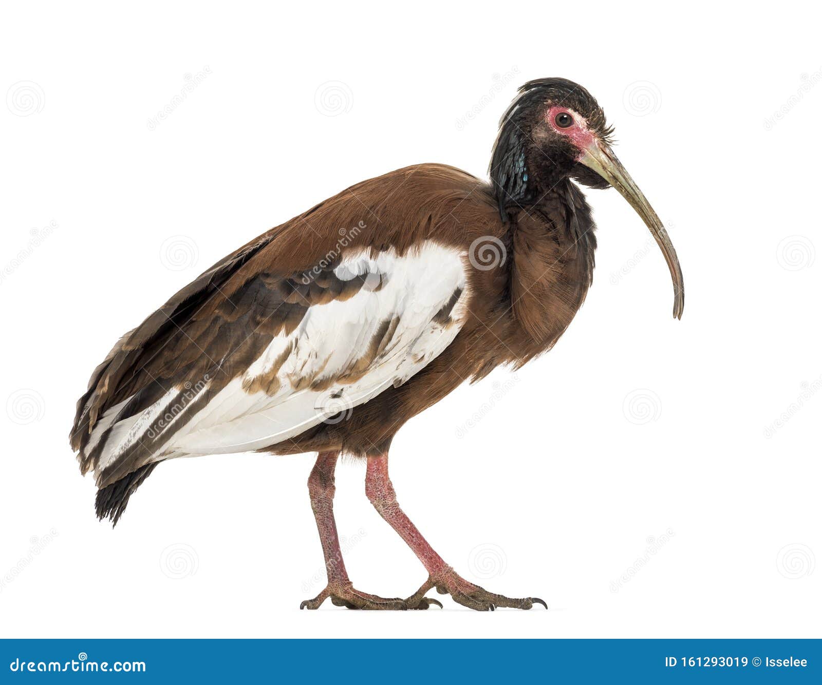 madagascan ibis, lophotibis cristata,  on white