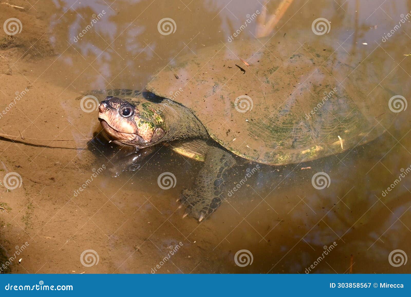 Madagascar Big-headed Turtle, Erymnochelys Madagascariensis Stock Image ...