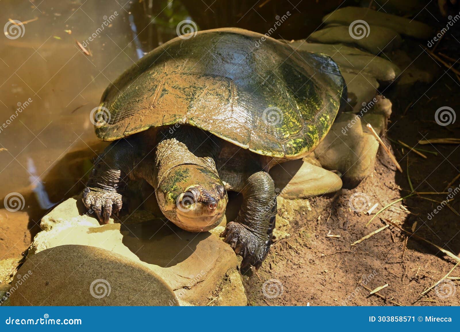 Madagascar Big-headed Turtle, Erymnochelys Madagascariensis Stock Image ...