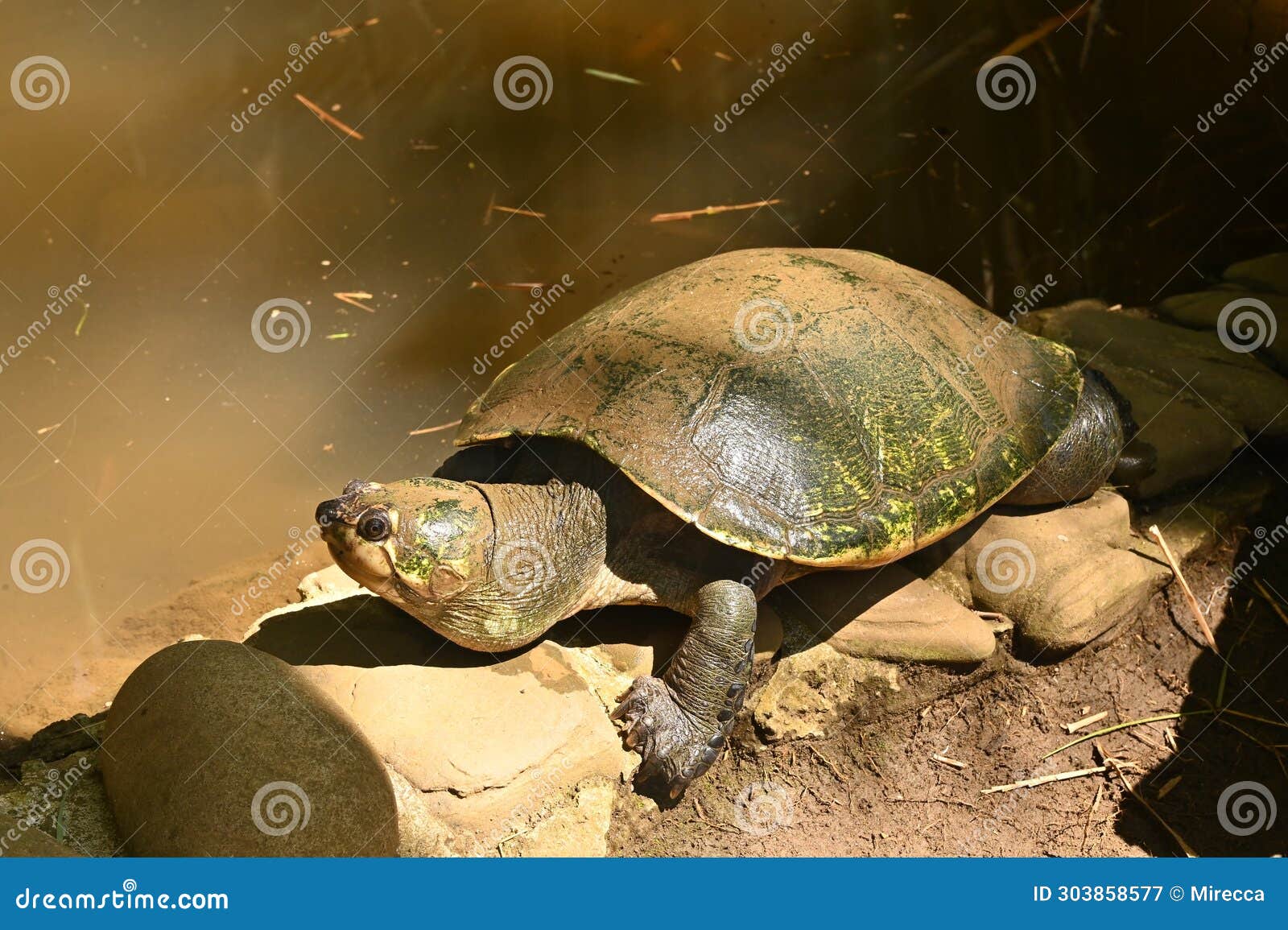 Madagascar Big-headed Turtle, Erymnochelys Madagascariensis Stock Image ...