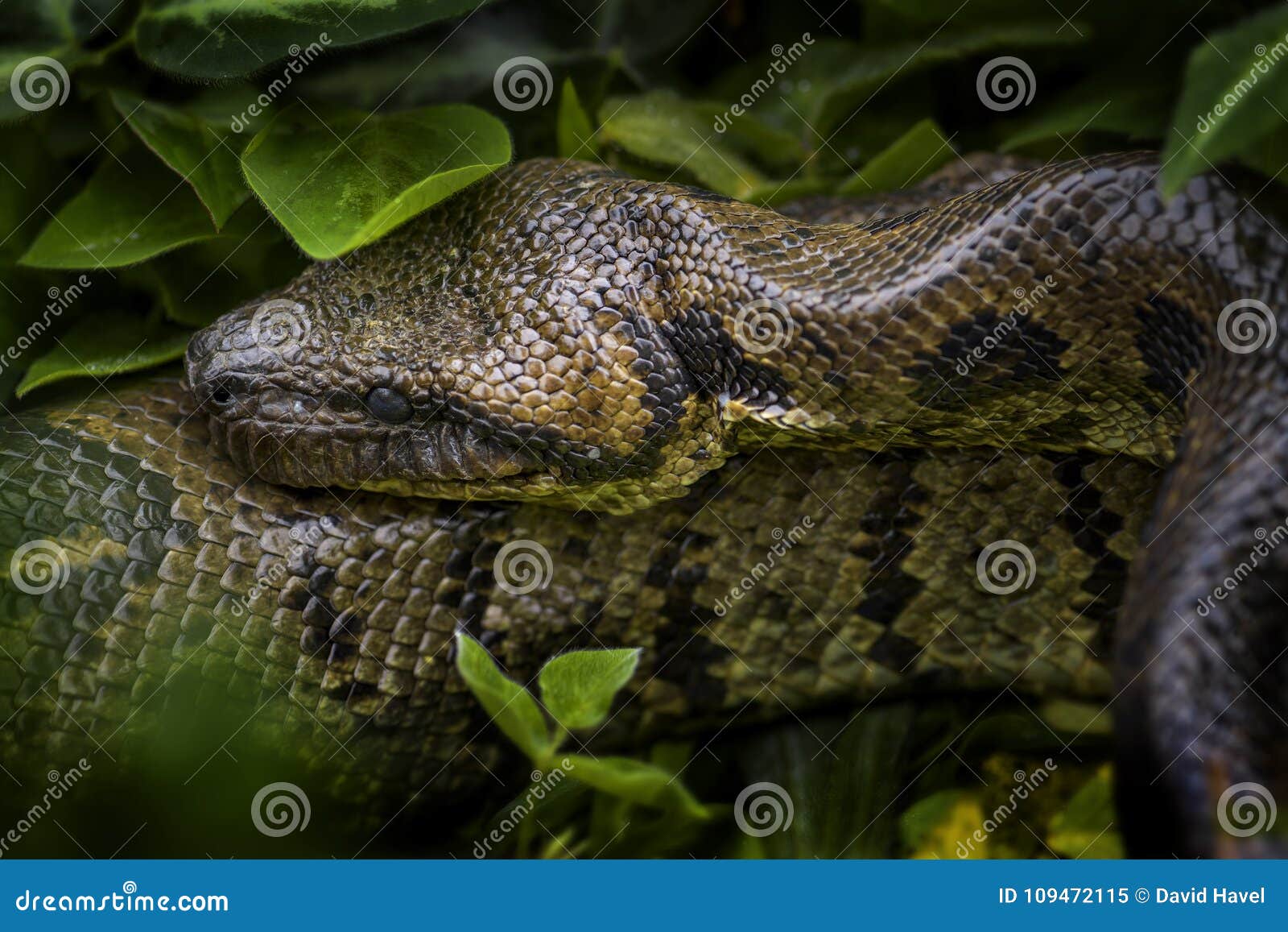 madagascar boa - acrantophis madagascariensis