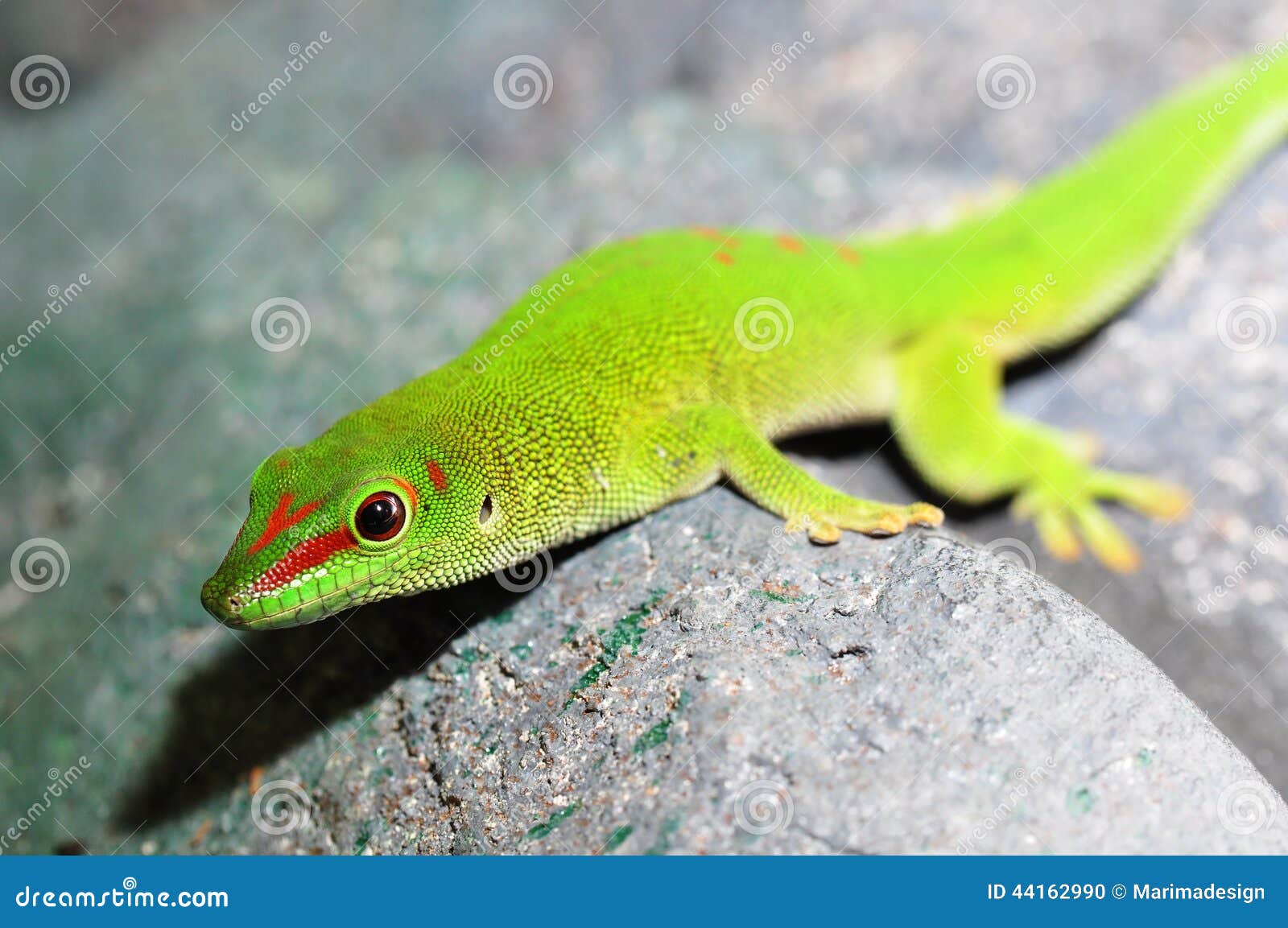 Madagascar day gecko stock photo. Image of spot, branch 44162990