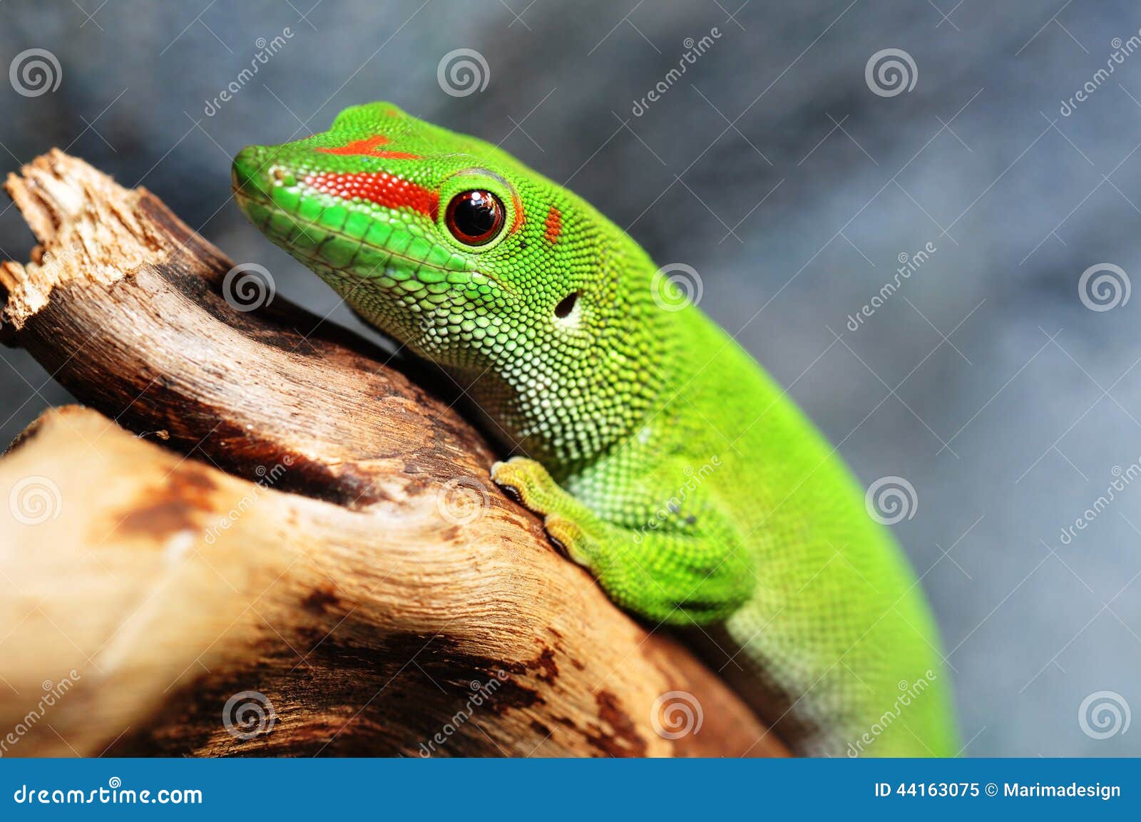 Madagascar day gecko stock image. Image of sweet, lizard 44163075