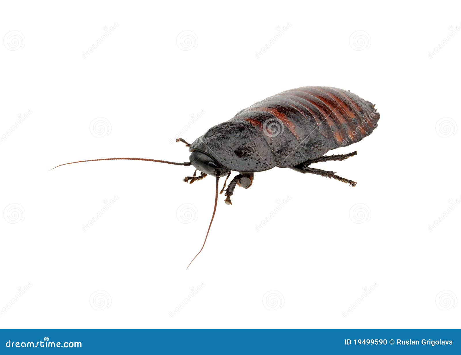 Madagascar Hissing Cockroach Stock Photo - Image of jodi, madagascar ...