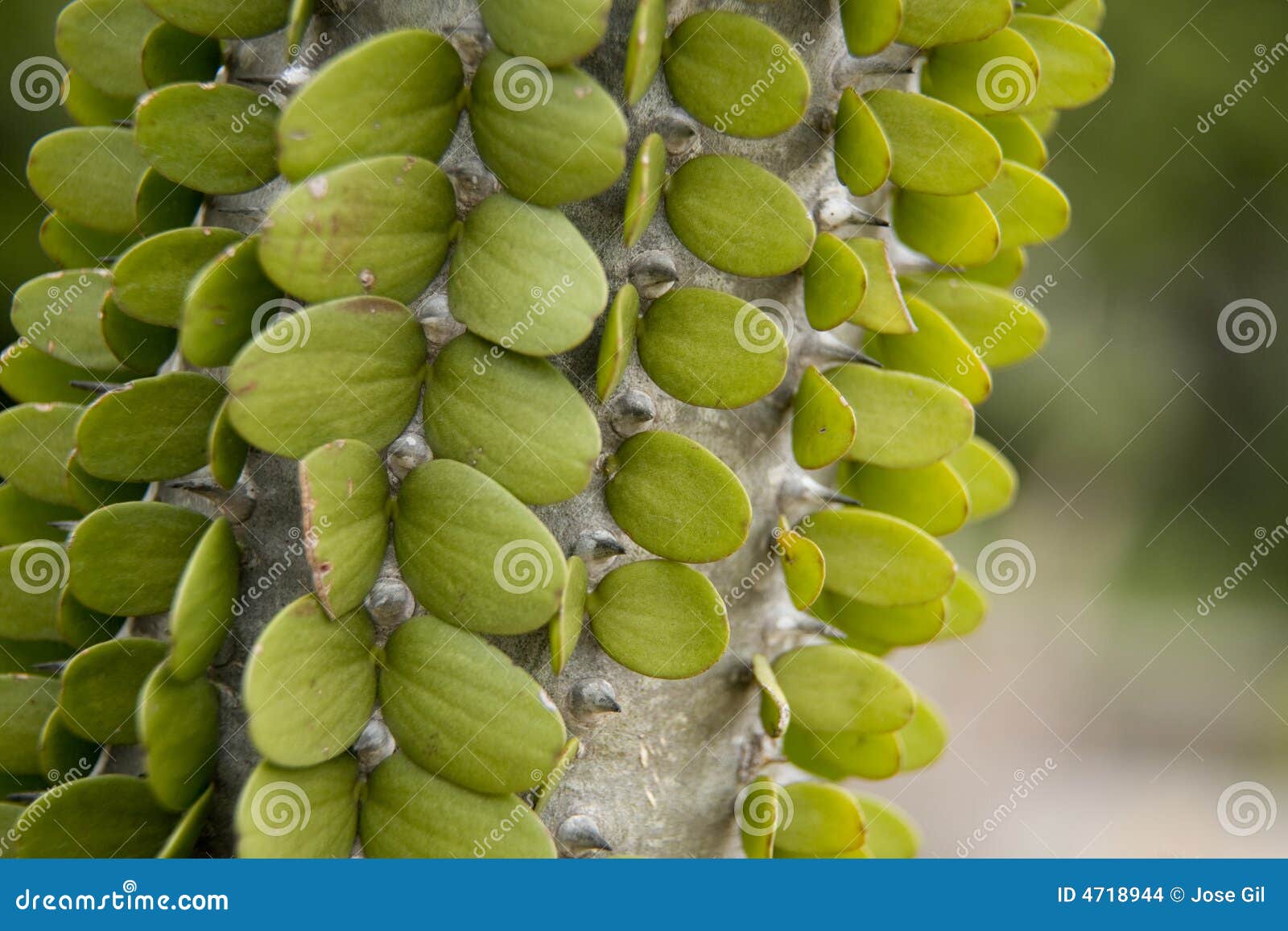 madagascar ocotillo 2