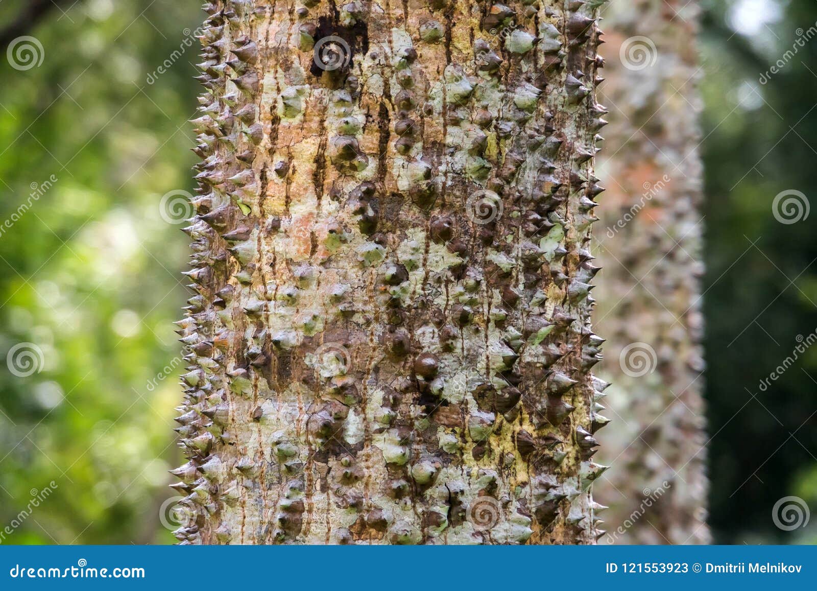 Madagascar Palm Tree Spikes, Stock Image Image of natural, sharp