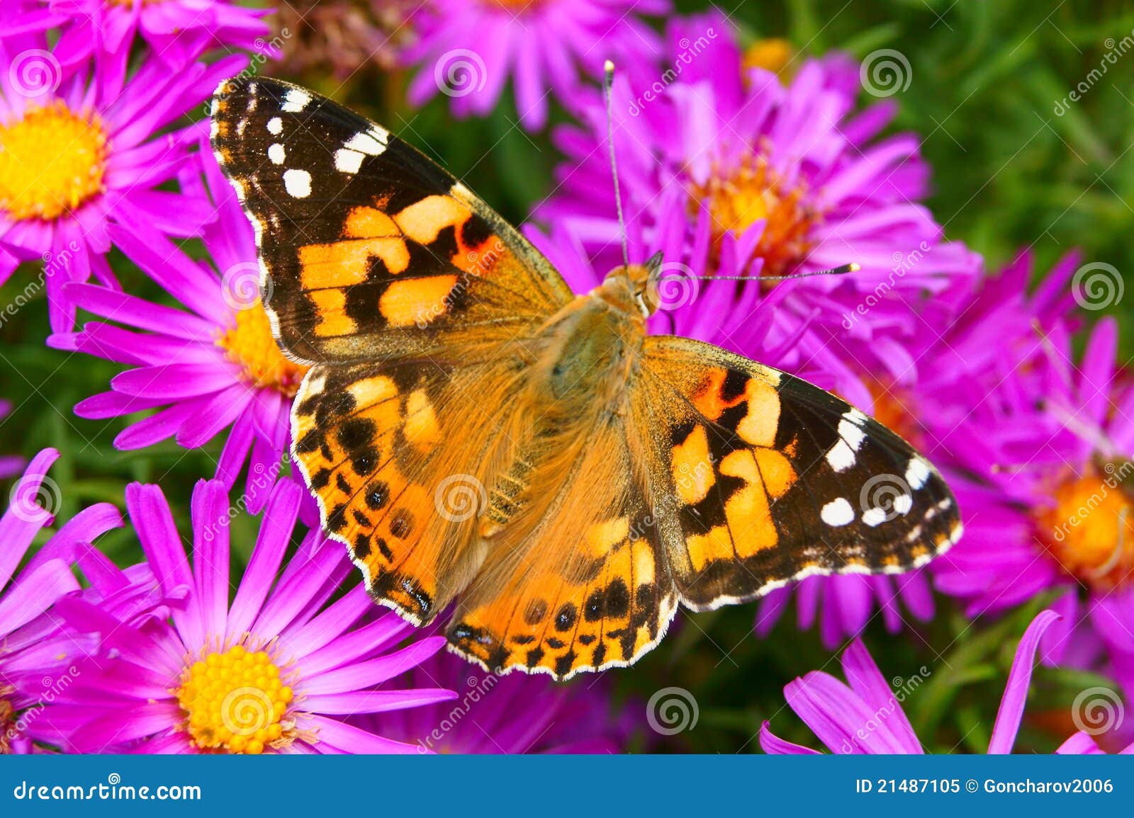 Madame Peinte Butterfly Sur Les Fleurs D'automne Image stock - Image du ...