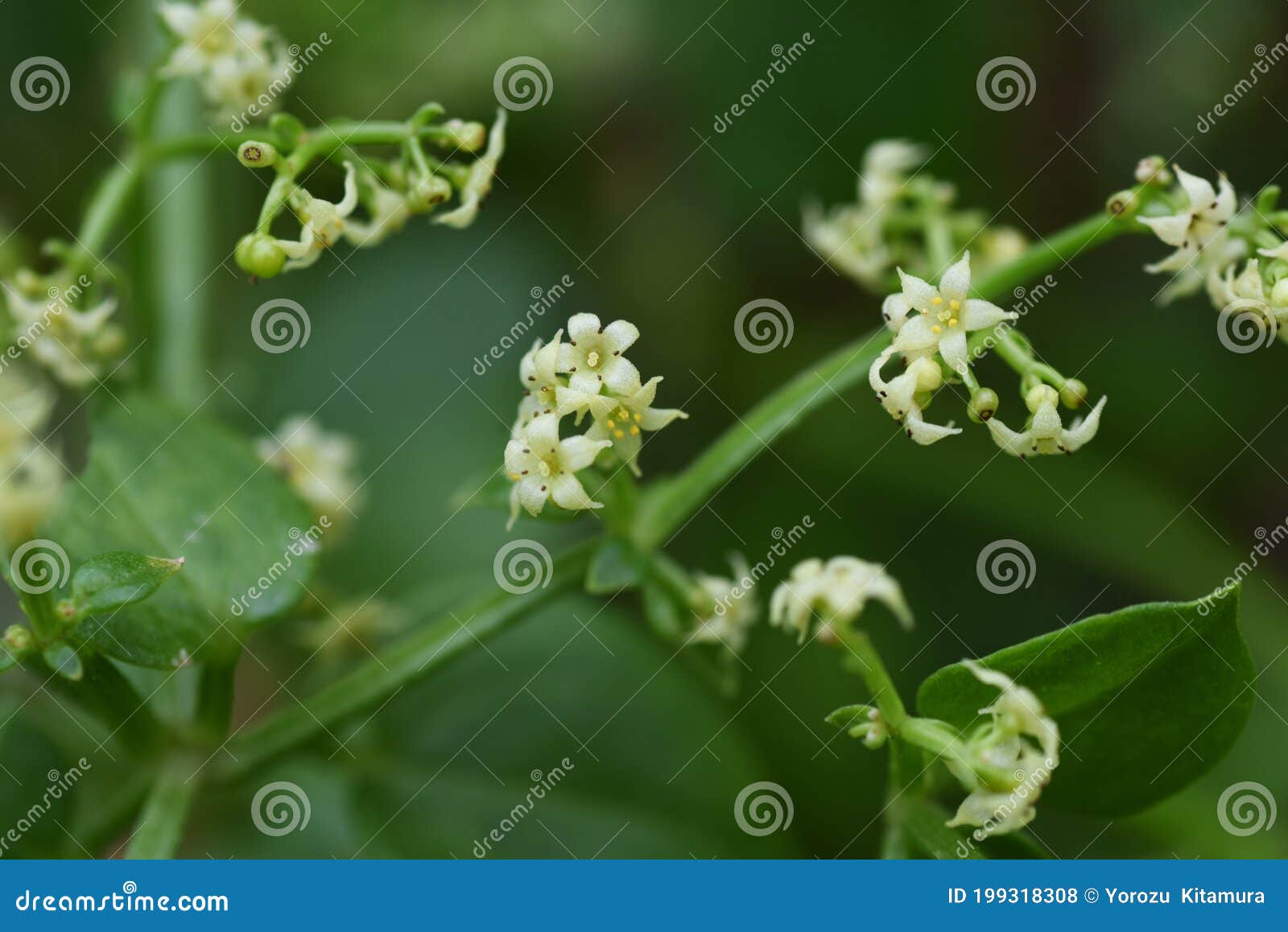 madder rubia argyi flowers