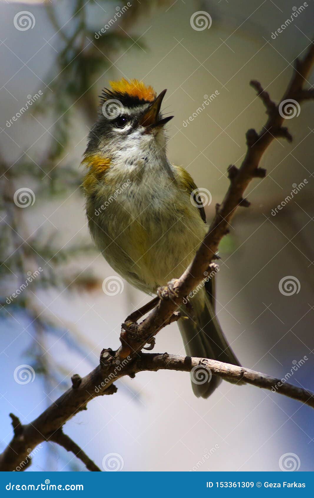 madeira firecrest, madeira kinglet, regulus madeirensis is singing
