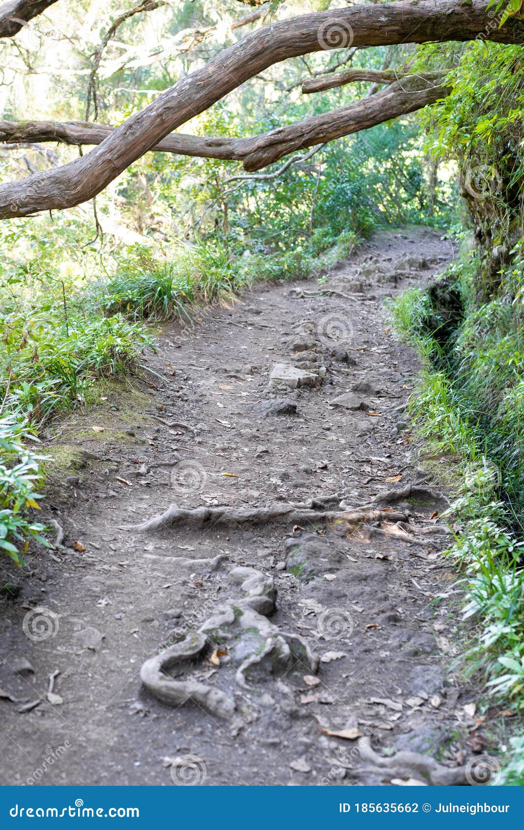 madeira island levadas walkway, stream and tropical vegetation, forest in portugal