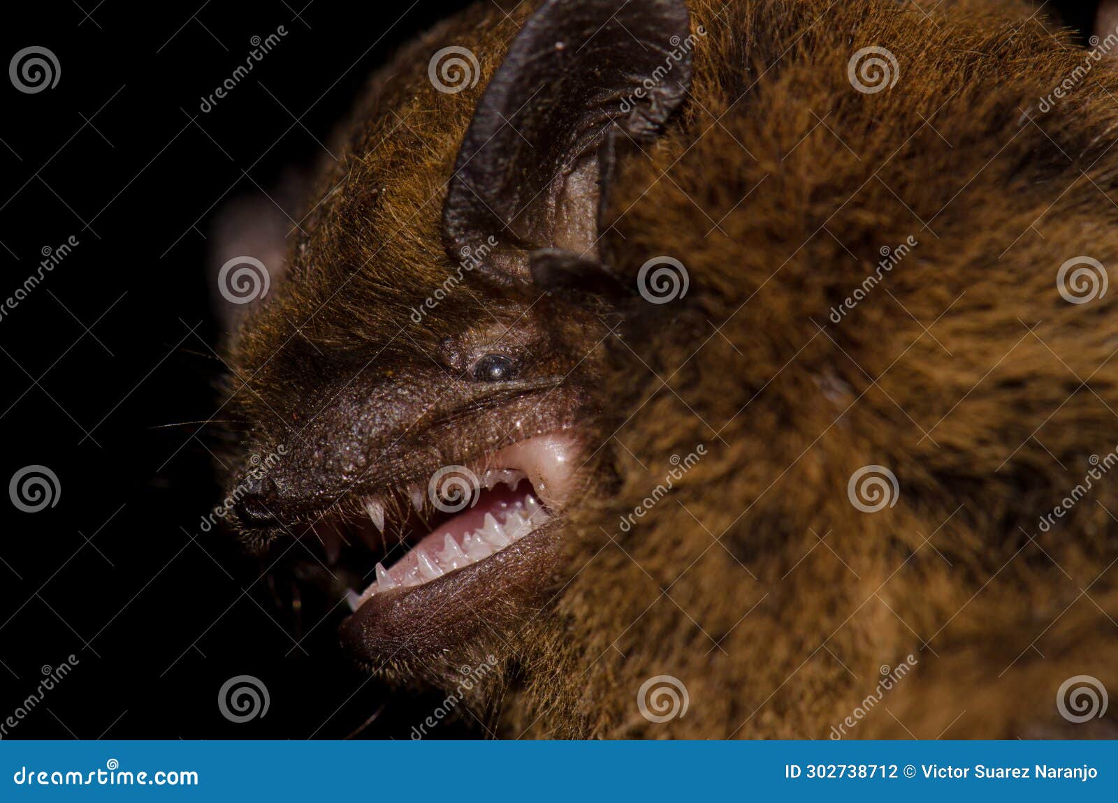 madeira pipistrelle pipistrellus maderensis