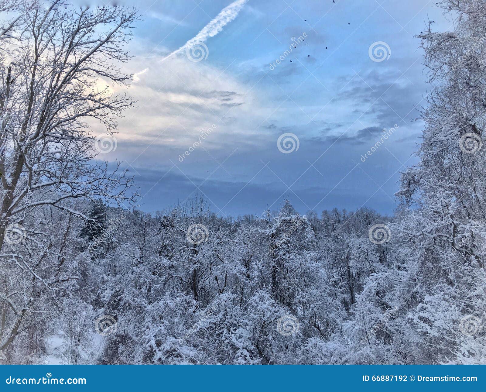Madeiras nevado de Pensilvânia. Vista de meu quintal