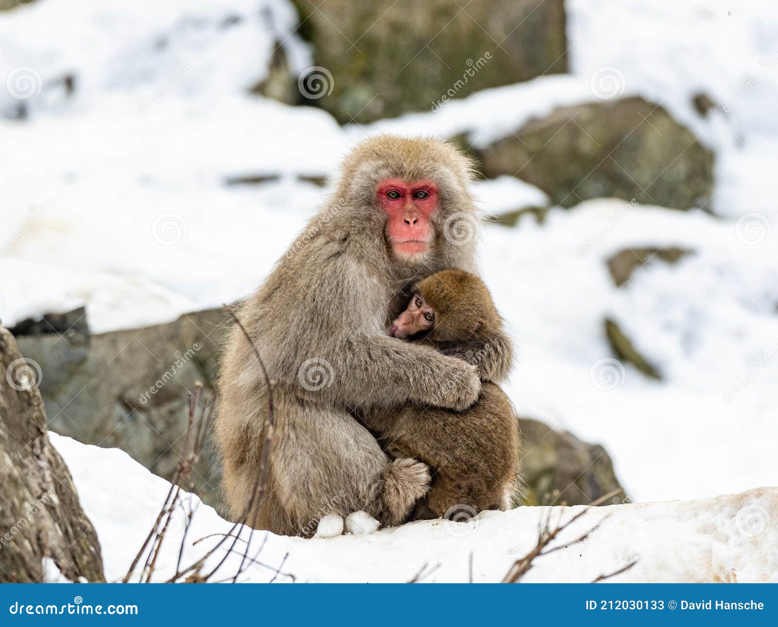Mono de nieve bebe hotsell