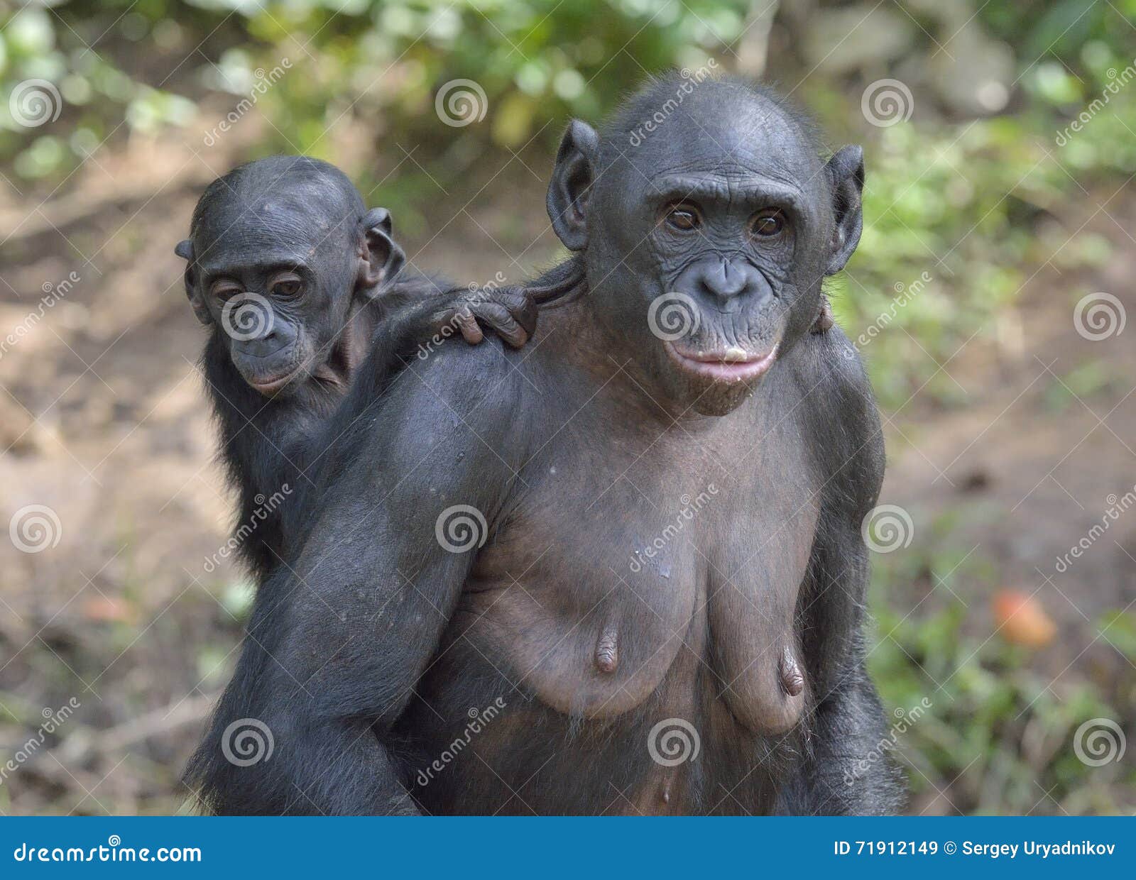 madre-y-cub-del-bonobo-del-chimpanc%C3%A9-hembra-del-bonobo-con-un-cachorro-el-bonobo-paniscus-de-la-cacerola-71912149.jpg