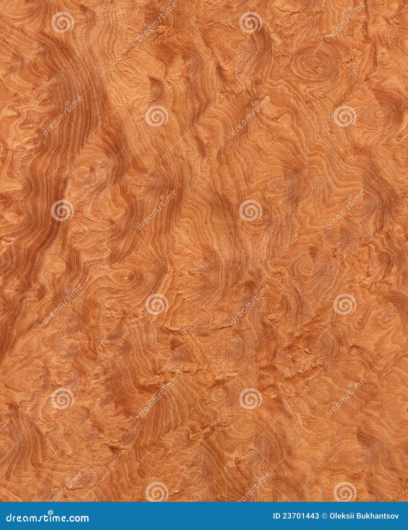 Madrone S Root Wood Texture Stock Image Image Of Lumber Grain