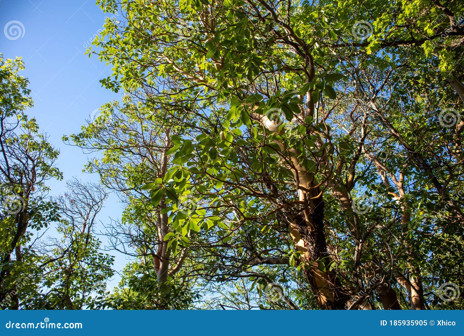 Madrone Trees with Peeling Red Bark Stock Image Image of branch, bark