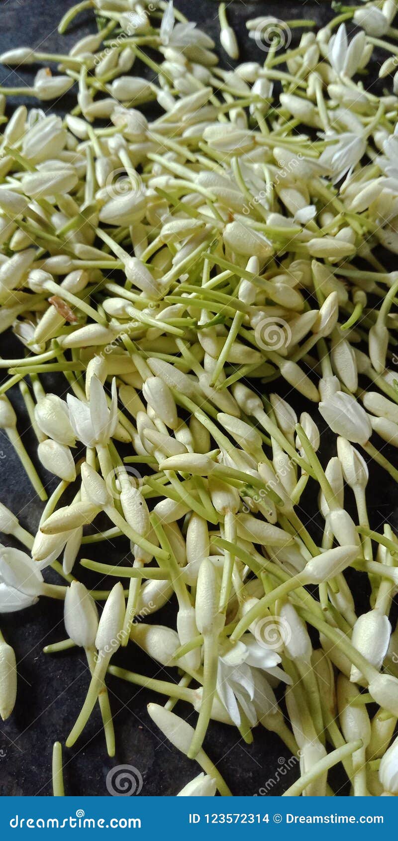 Madurai jasmine stock photo. Image of jasmine, madurai 123572314