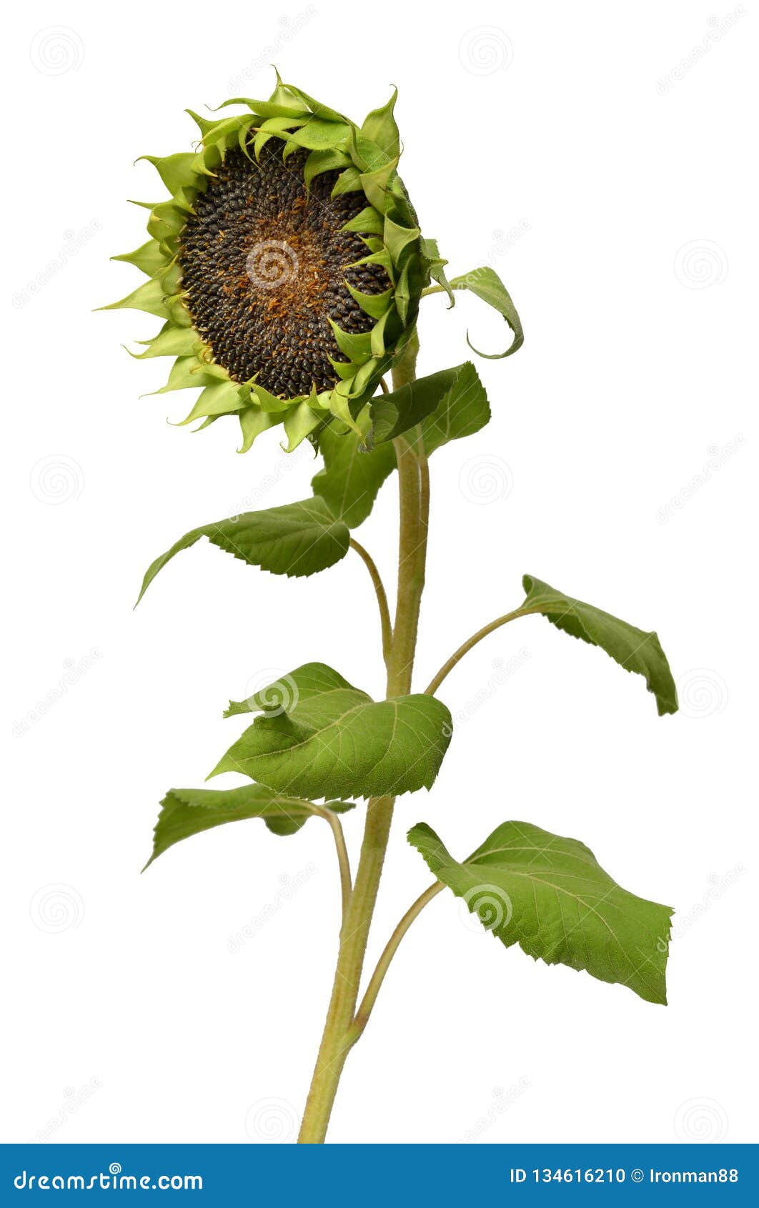 Maduro De Las Semillas De Girasol Aislado En El Fondo Blanco Flor Sin Los Pétalos, Agricultura, Naturaleza, Comida Concepto Creat Foto de archivo - Imagen de vida, hoja: 134616210 Maduro De Las Semillas De Girasol Aislado En El Fondo Blanco Flor Sin Los Pétalos, Agricultura, Naturaleza, Comida Concepto Creat Foto de archivo - Imagen de vida, hoja: 134616210