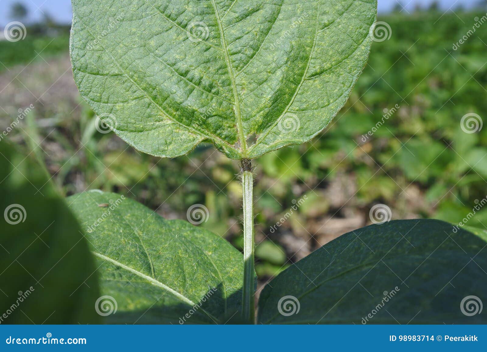 maesot, tak - feb 2017 - symptom of soybean leaves