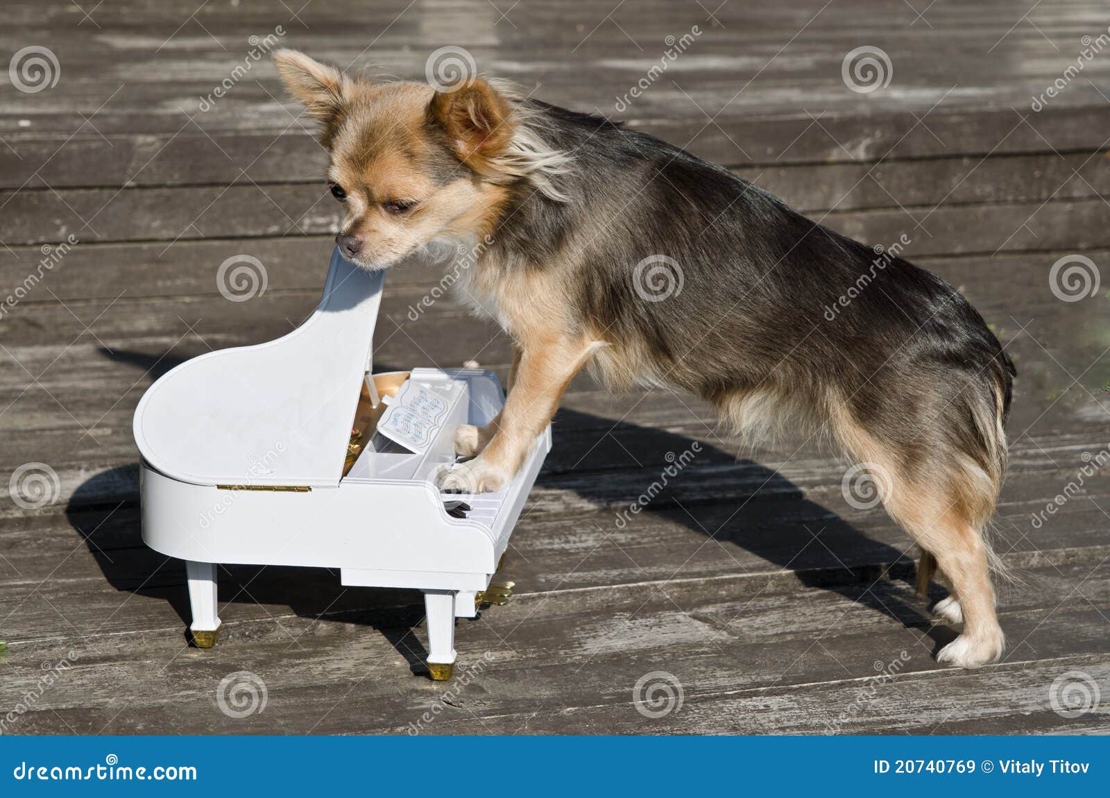 maestro chihuahua dog is playing on piano