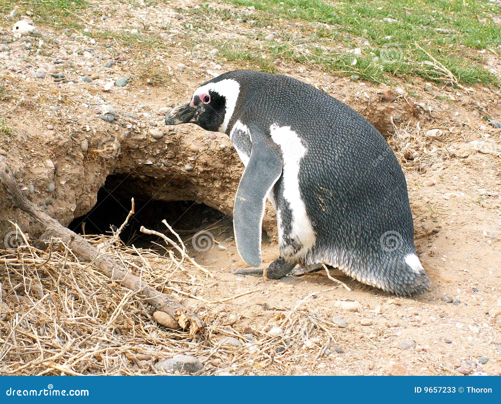 magellan penguin
