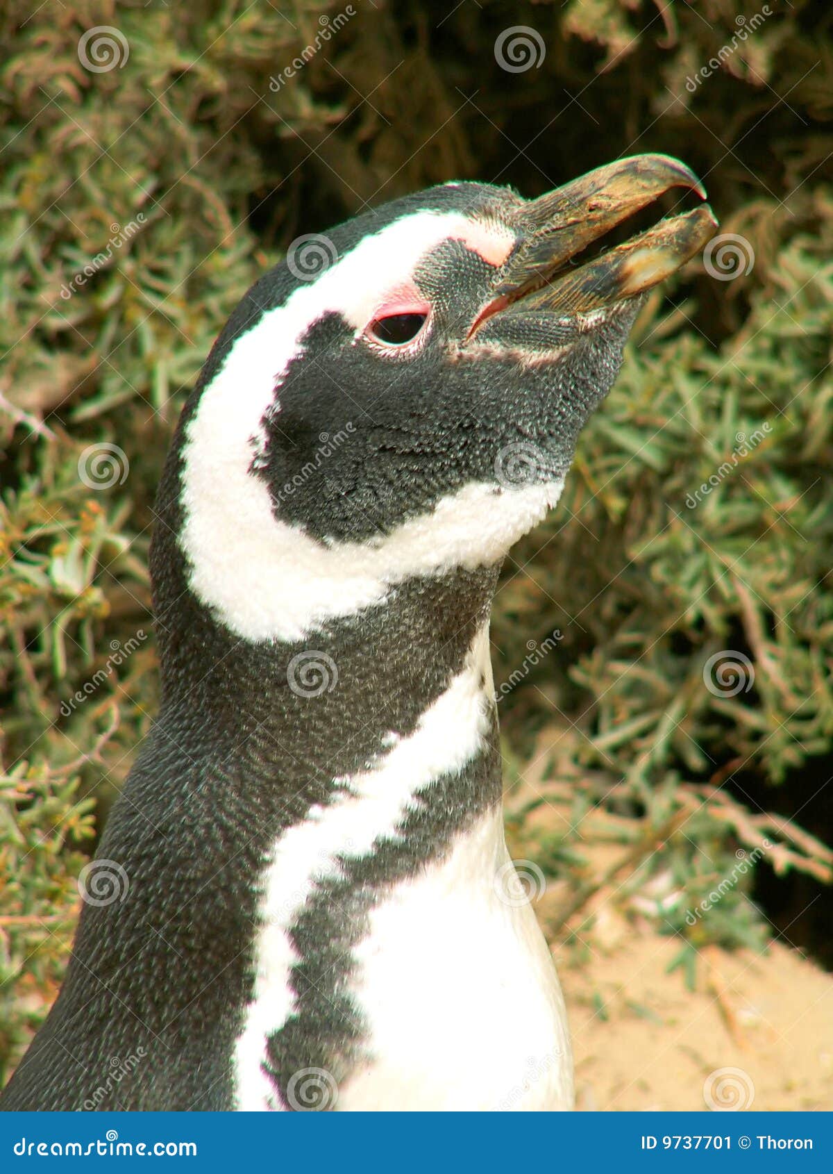 magellan penguin