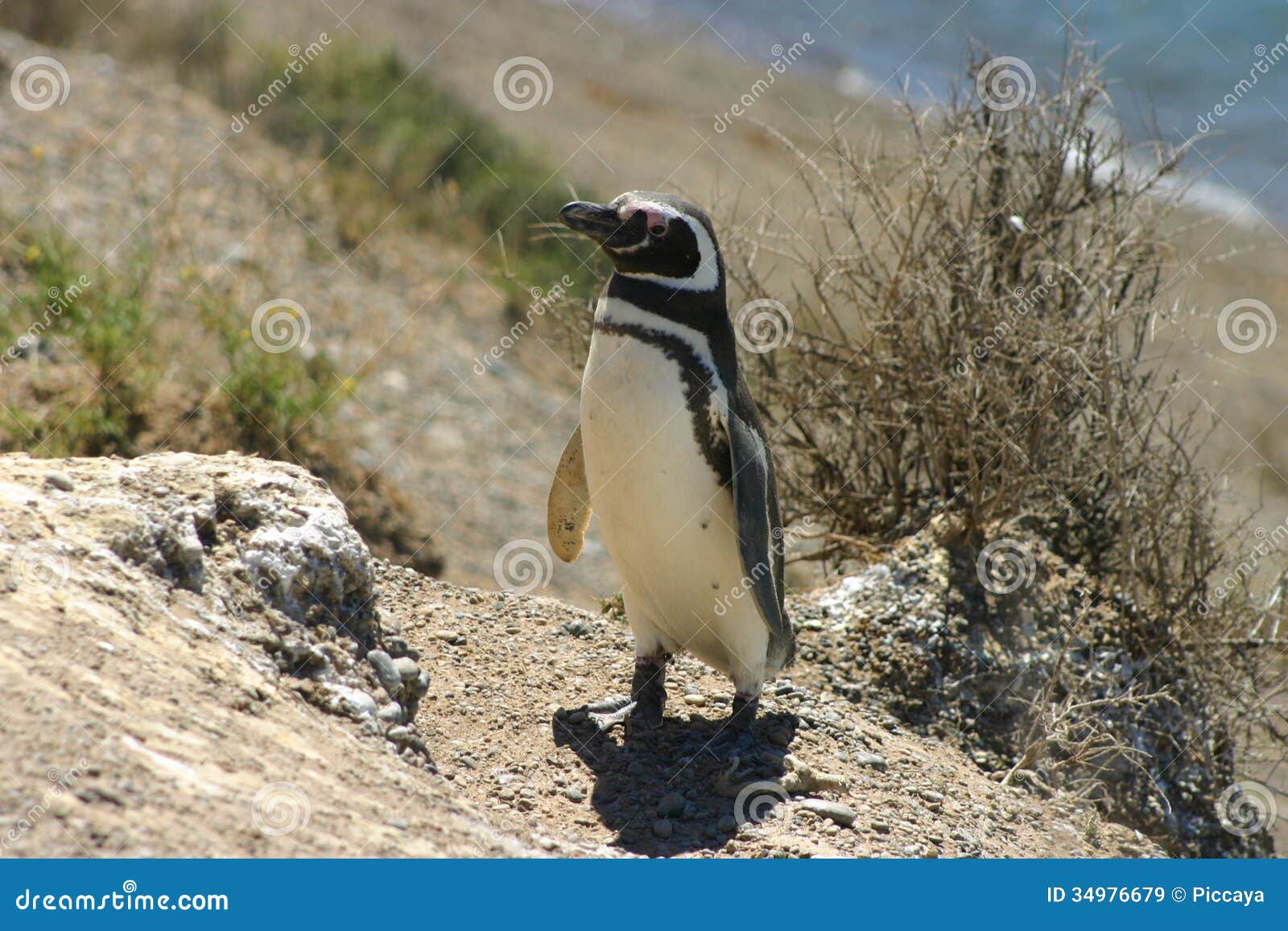 magellan penguin (tierra del fuego-argentina)
