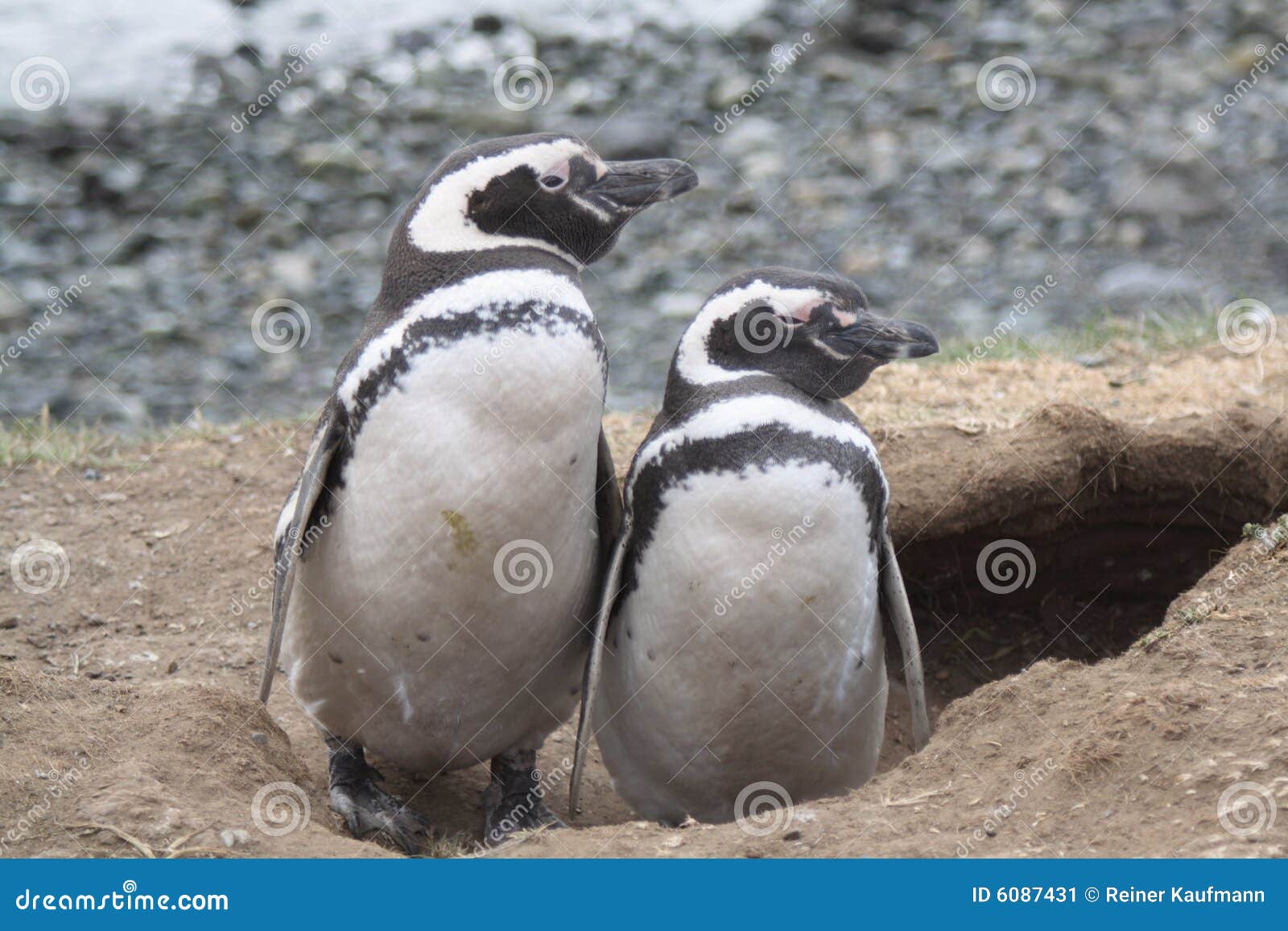 magellan penguins