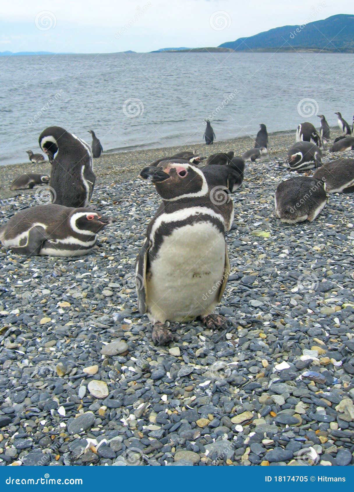 magellan penguins near ushuaia