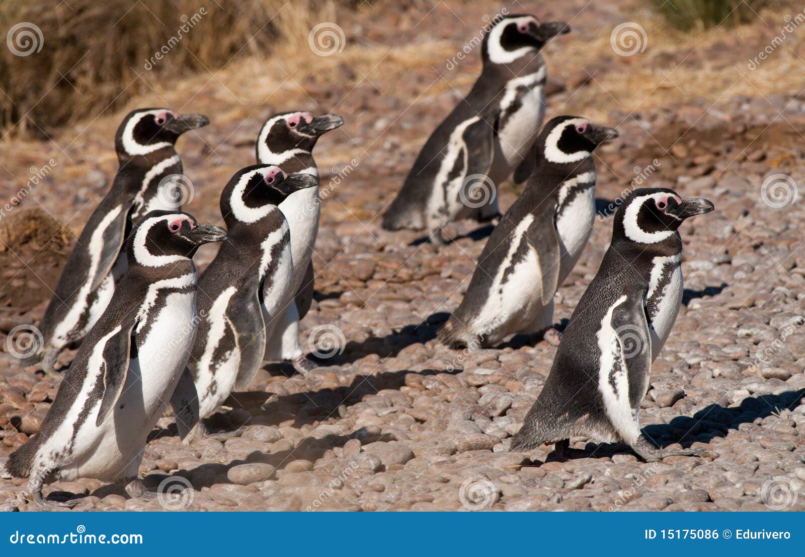 magellan penguins in patagonia