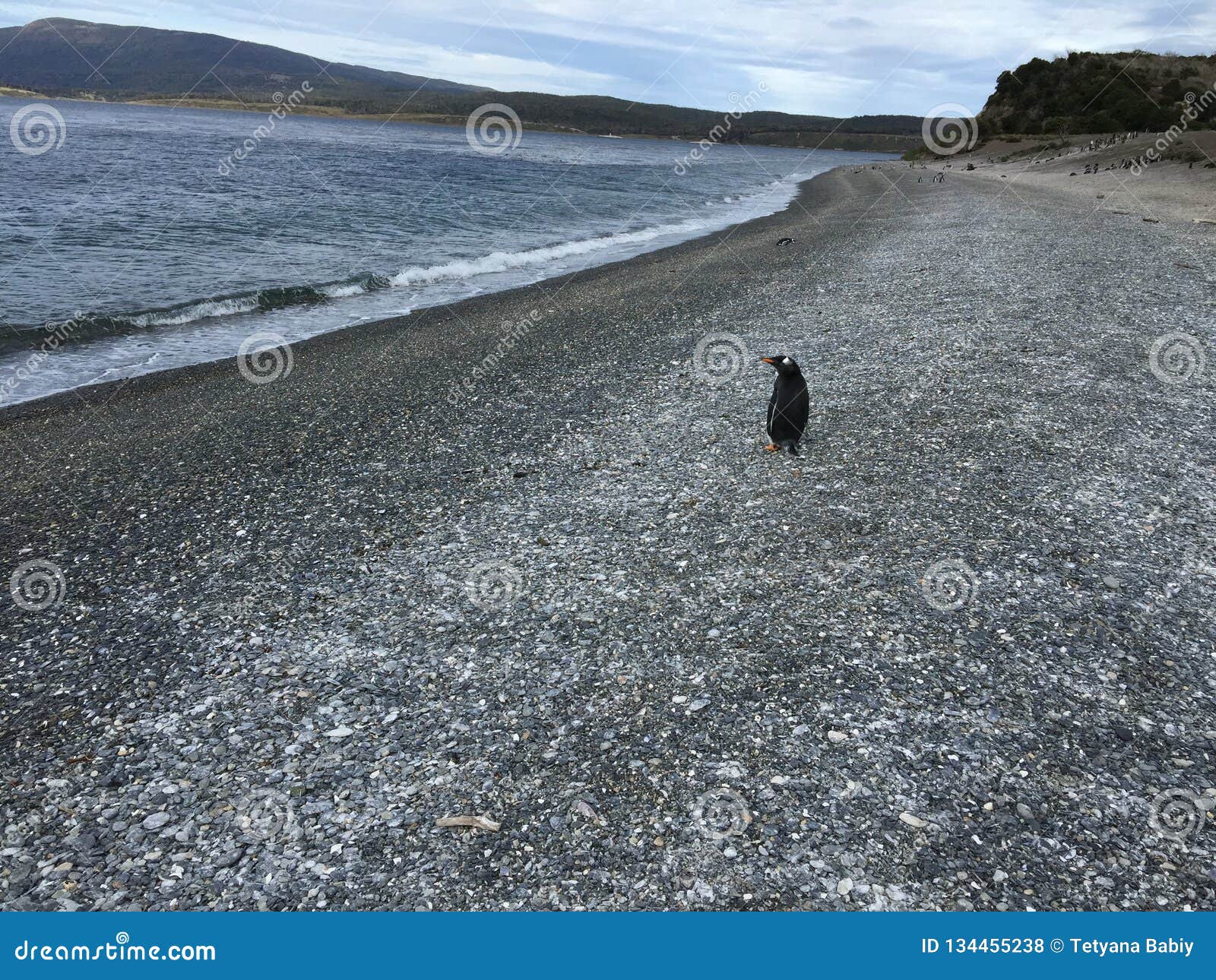 penguin on martillo island - the guard.