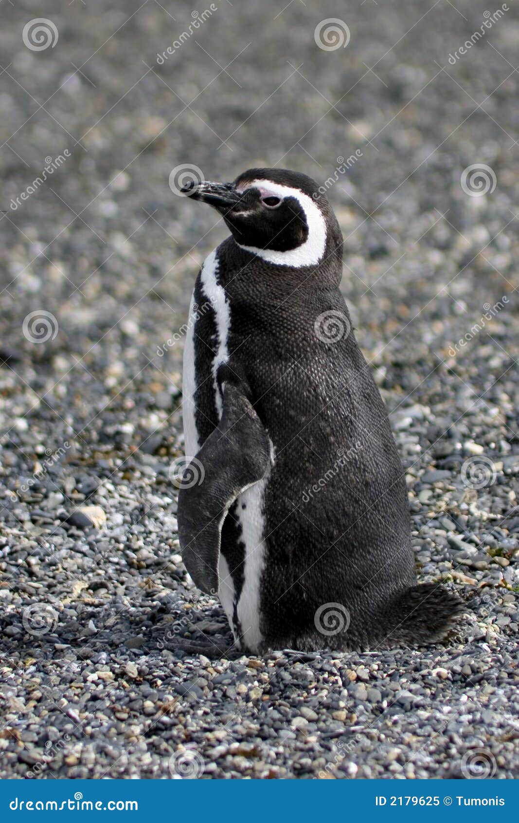 Magellanic penguin stock image. Image of patagonia, fuego - 2179625