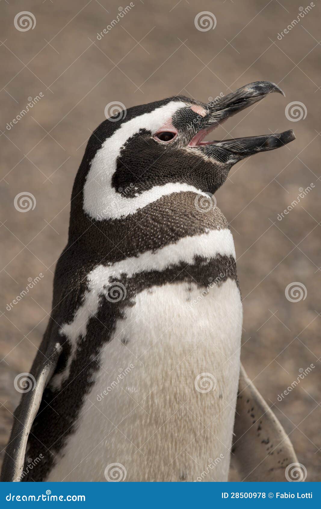 Magellanic penguin standing in punta tombo, patagonia, argentina