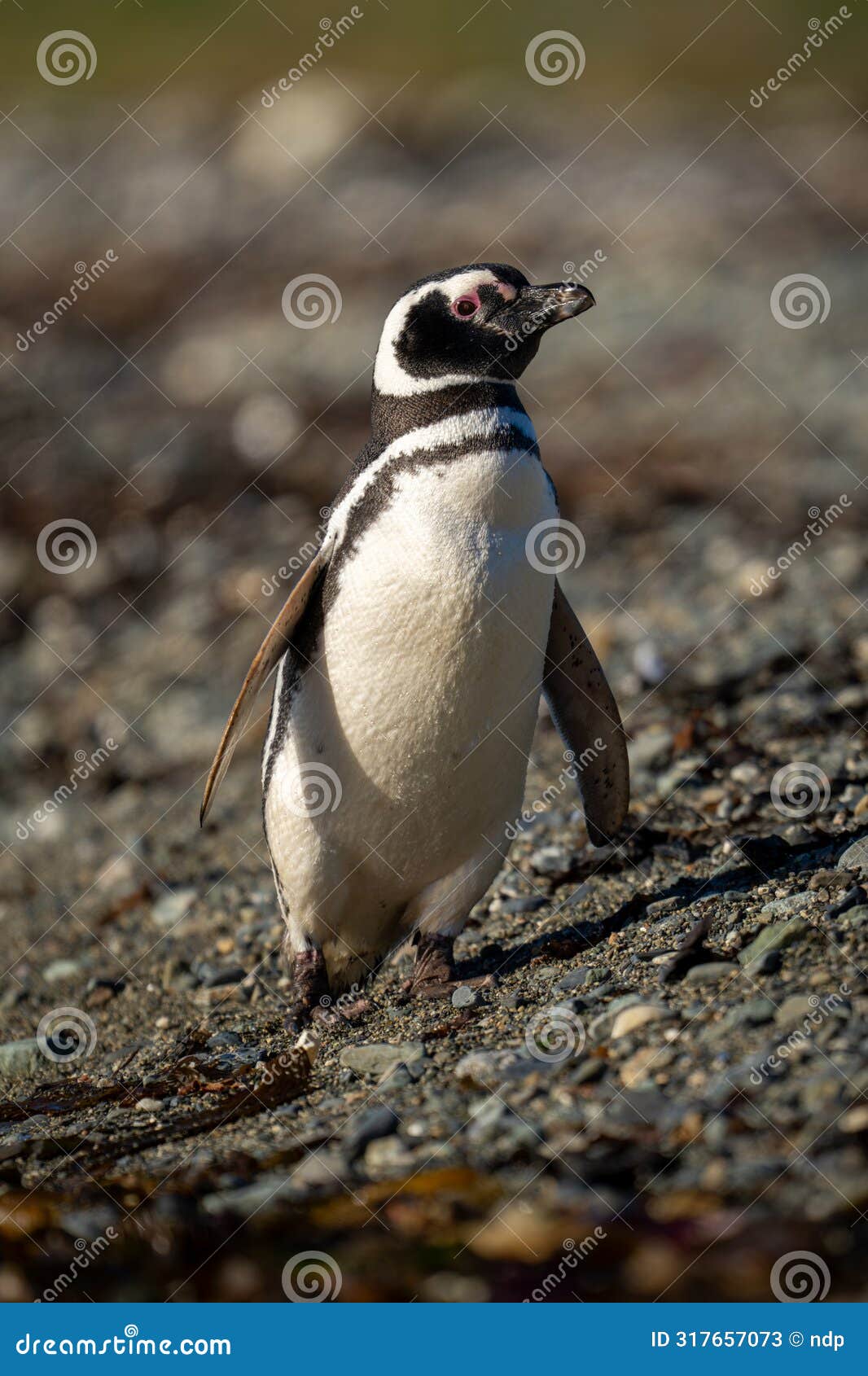 magellanic penguin with catchlight crosses shingle beach