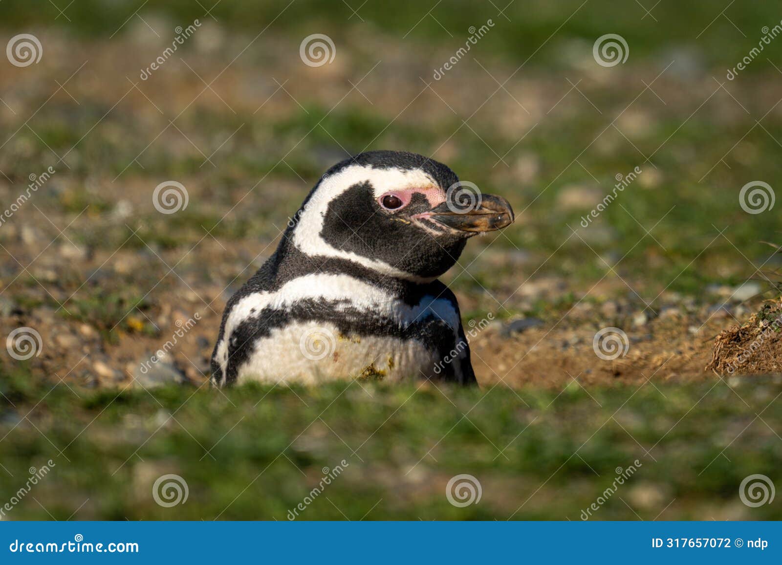 magellanic penguin with catchlight nestles in burrow