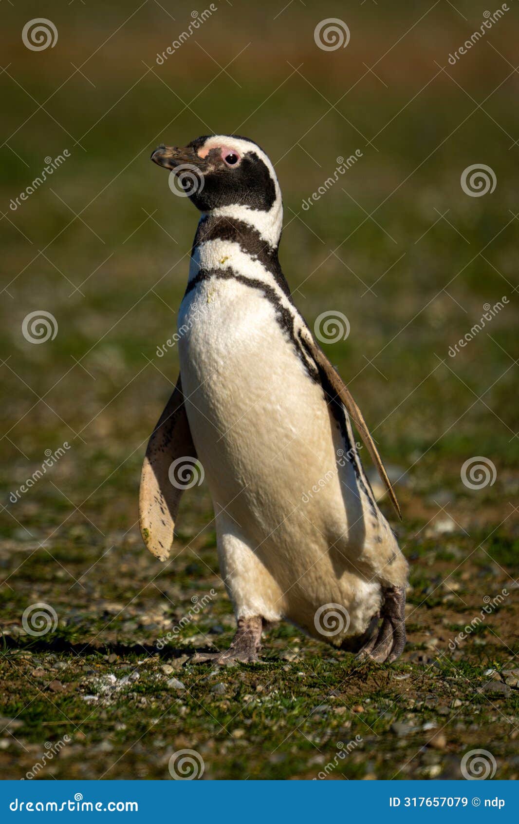 magellanic penguin with catchlight waddles down slope