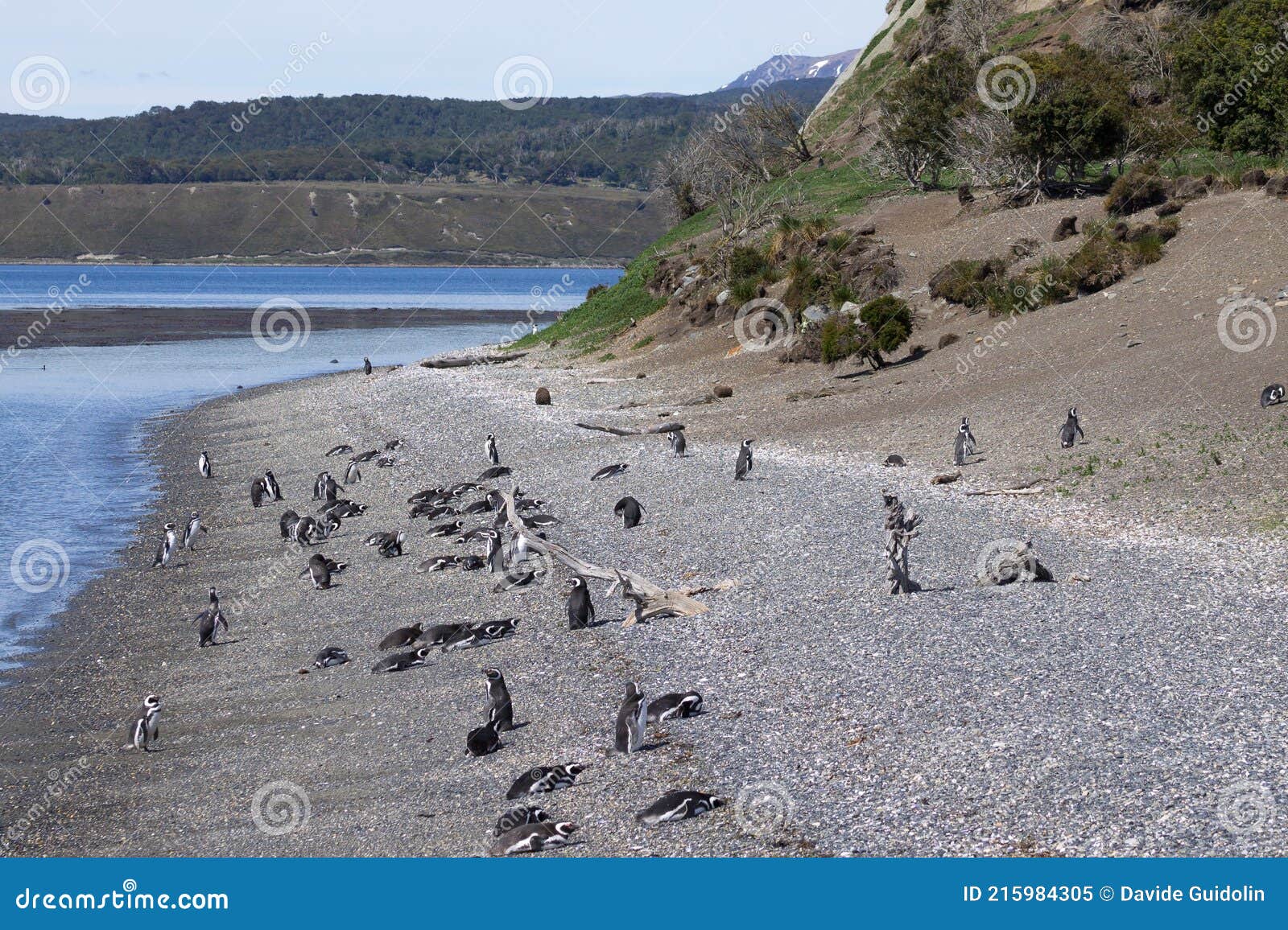 magellanic penguin on martillo island beach, ushuaia